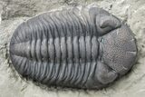 Prone Eldredgeops Trilobite Fossil - New York #224914-1